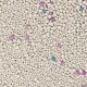 Gatosan Arena Sanitaria Lavanda 10L