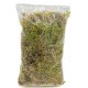 SPHAGNUM MUSGO DE TURBA
