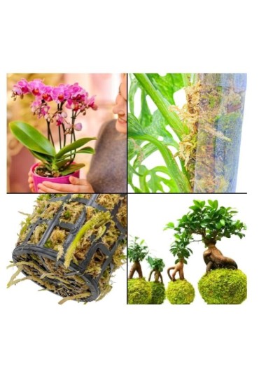 SPHAGNUM MUSGO DE TURBA