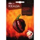 Rocalba Semilla Pimiento Picante Habanero Chocolat