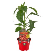 Pimiento Picante  Largo Romital F1 M10