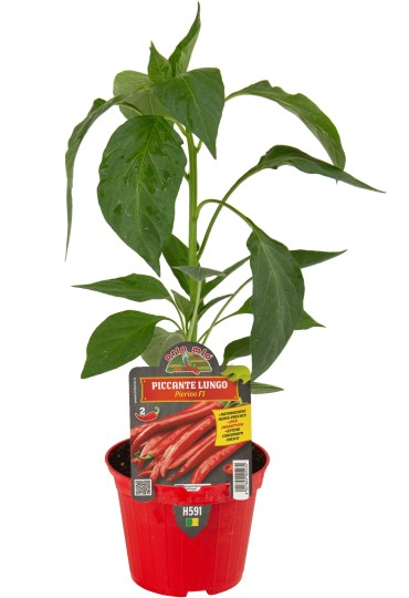 Pimiento Picante  Largo Romital F1 M10