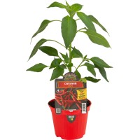 Pimiento Picante Corto Cayenna M10