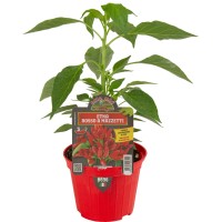 Pimiento Picante Etna Monojos Naranjas  M10