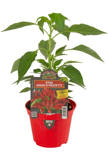 Pimiento Picante Etna Monojos Naranjas  M10