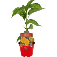 Pimiento Picante Scorpion Amarillo M10