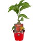 Pimiento Picante Calorina Reaper M10