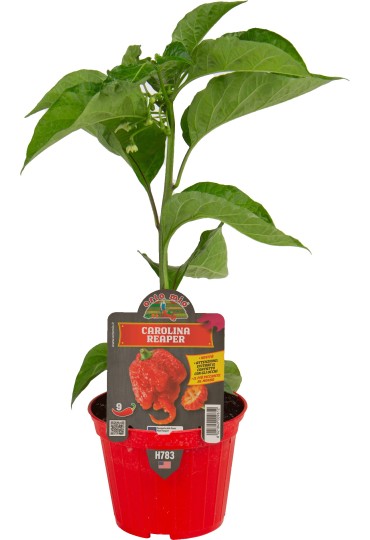 Pimiento Picante Calorina Reaper M10