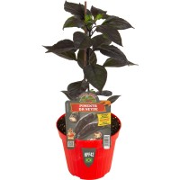 Pimiento Picante Neyde Pimienta M14