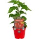 Pimiento Picante Habanero Rojo M10