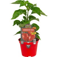 Pimiento Picante Habanero Rojo M10