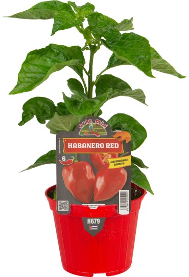 Pimiento Picante Habanero Rojo M10