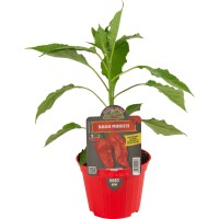 Pimiento Picante Nago Morich Rojo M10