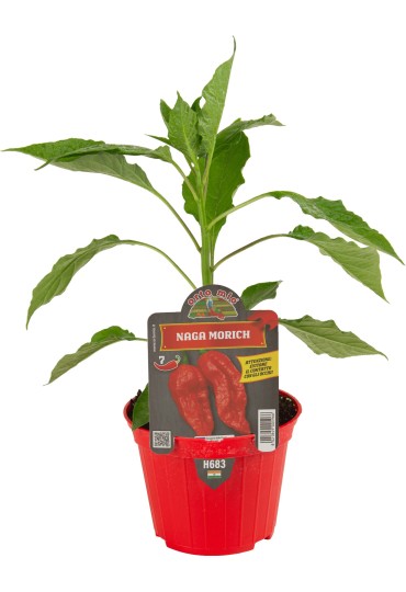 Pimiento Picante Nago Morich Rojo M10