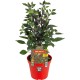 PIMIENTO HOT DAISY M 14