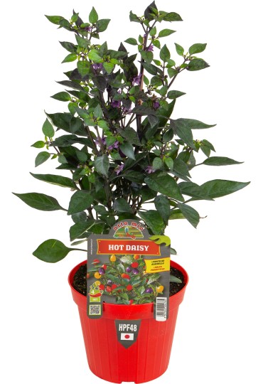 PIMIENTO HOT DAISY M 14