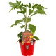 Pimiento Redondo De Relleno M14