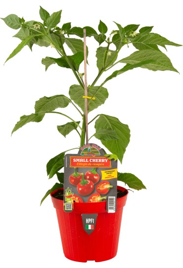 Pimiento Redondo De Relleno M14