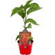Pimiento Picante Scorpion Rojo M10