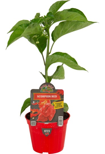 Pimiento Picante Scorpion Rojo M10