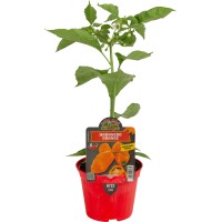Pimiento Picante Habanero Naranja  M10