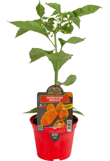 Pimiento Picante Habanero Naranja  M10