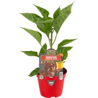 Pimiento Picante Habanero Chocolate M10