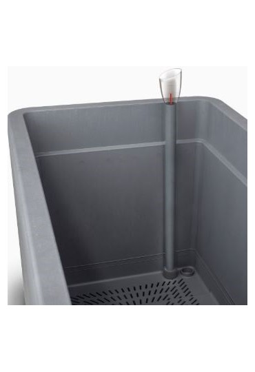 Betta Macho Superdelta