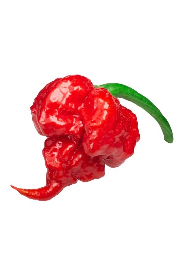 BORRACHITO