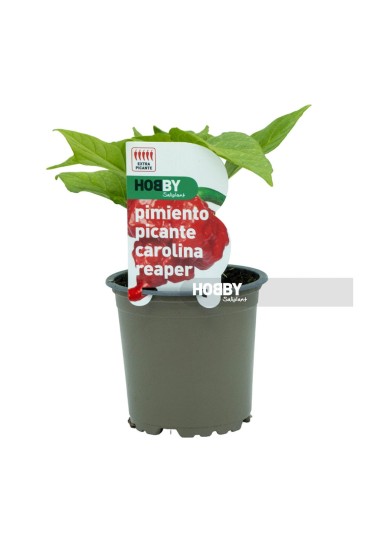 NEON CARDENAL