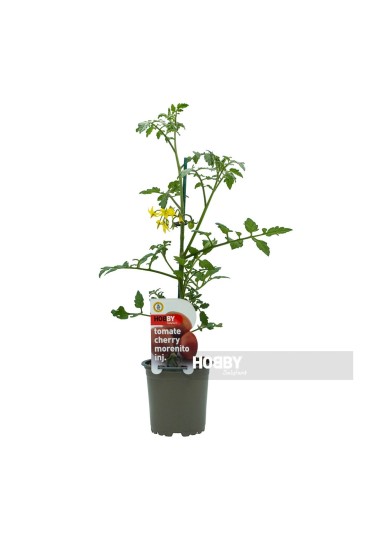 PHYSALIS AMARILLO