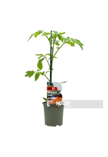 LECHUGA MIX PACK 12