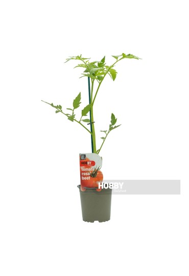 ALBAHACA HOJA PEQUEÑA