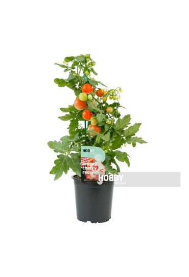 FRESAS ECOLOGICAS