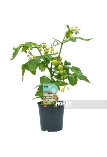 TOMATE CHERRY REDONDO