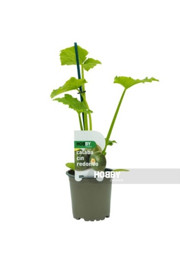 TOMATE MONTEROSA INJ