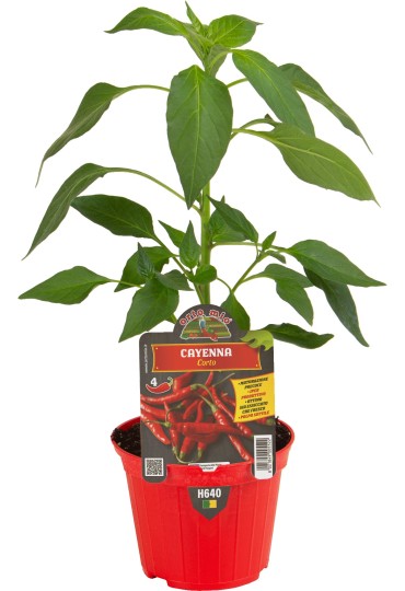 ESPINACA PACK 6