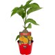 TOMATE JACK INJ