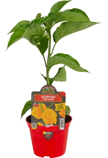 TOMATE JACK INJ