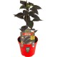 Compo Biofertilizante Citricos 500 Ml