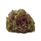 Lechuga Hoja De Roble Roja Pack 6 Eco