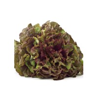 Lechuga Hoja De Roble Roja Pack 6 Eco