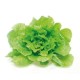 Lechuga Batavia Pack 6 Eco