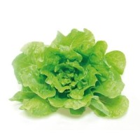 Lechuga Batavia Pack 6 Eco