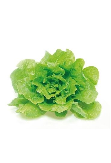 Lechuga Batavia Pack 6 Eco