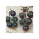 Tomate Cherry Azul M11