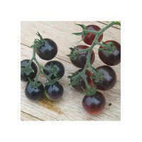 Tomate Cherry Azul M11