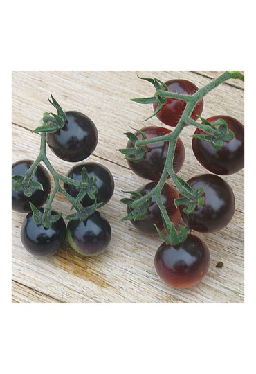 Tomate Cherry Azul M11