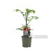 Tomate Cherry Azul M11