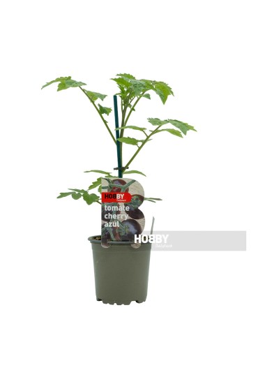 Tomate Cherry Azul M11